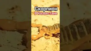 Скорпион в Казахс тане!!! СМОТРИТЕ ПОЛНОЕ ВИДЕО!! 