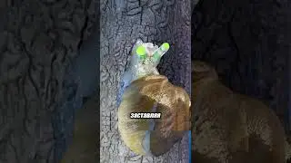 Как паразит превращает улитку в зомби-гусеницу! 🐌🧠