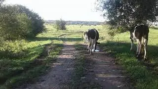 СКОЛЬКО  СЕНА надо моему БОЛЬШОМУ  ХОЗЯЙСТВУ и одной КОРОВЕ НА ЗИМУ!