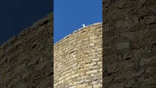 Бубнящая чайка) #shorts