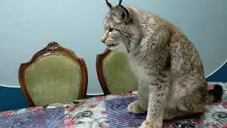 Рысь Даша какая ты большая