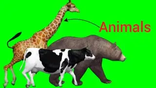 Animal Stampede Green Screen Video #animal #stampede #greenscreeneffects