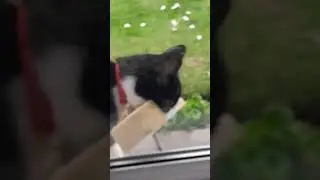 Cat brings home bath sponge in Doncaster, England