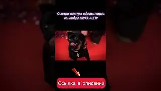 Неделя высокой моды #кусьшоу #собачки #мода #модныйпоказ