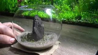Минипалюдариум своими руками.