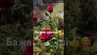 Музика, українські пісні, YouTube онлайн.
