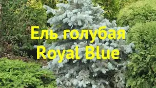 Ель голубая Роял Блю. Краткий обзор, описание характеристик picea pungens Royal Blue