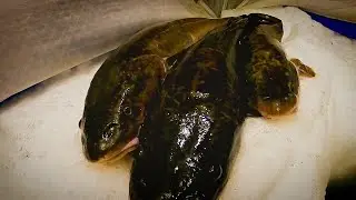Рыбное место. ЛОВЛЯ НАЛИМА НА УДОЧКУ. 