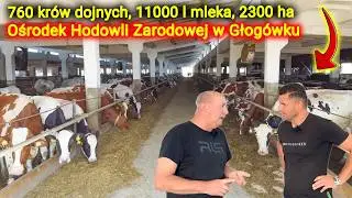 Liderzy w hodowli w Polsce OHZ Głogówek 👉 "krowę doi się pyskiem"
