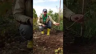 Простой способ черенкования смородины! Сделайте это осенью