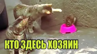 крыса напала на кота
