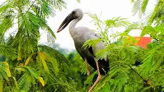4K Birds Video | Nature Birds Sounds Relaxing | Singing Birds | Birds Video for Kids | Rooftop Bird