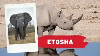 Etosha National Park, Namibia's Jewel
