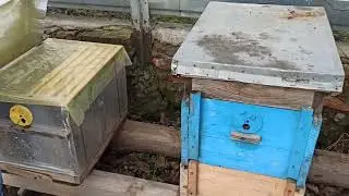 Облет пчел