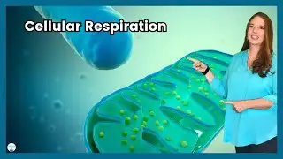 Cellular Respiration: the importance of the mighty mitochondria