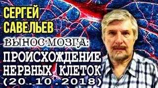 «ВЫНОС МОЗГА #61»: «Происхождение нервных клеток». 20.10.2018. Савельев С.В.