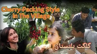 Cherry Packing Style | Cherry Garden | Gilgit Baltistan |Village Life Pakistan | Hunza Nagar Beauty.