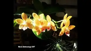 PHALAENOPSIS TABLE MASTERPIECE  - описание и основы ухода