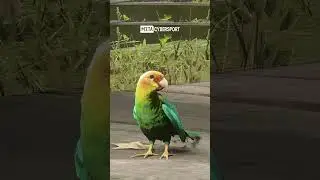 В RDR2 есть те, кого уже не существует