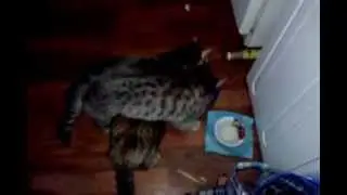Очень кушать хочется