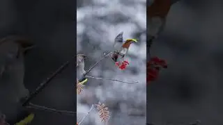 The Birds Cinematic