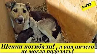 Люди выбросили 7 щенков в мусорный бак, а мать бегала вокруг и ничего не могла сделать.