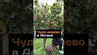 Чудо-дерево в Астане  появилось в этноауле #2024 #новости #казахстан #астана #кочевники #яблоня