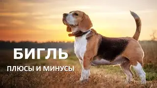 БИГЛЬ. Плюсы и минусы породы BEAGLE