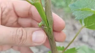 grafting of the vine in early summer green to green // grafting of the vine