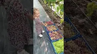 Виноград Зоренька, Геліодор, Подарок Несветая https://koveles.prom.ua