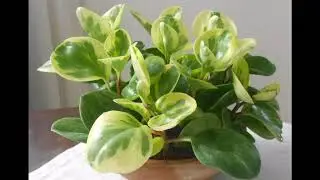 Blunt Leaf Peperomia Obtusifolia Variegated