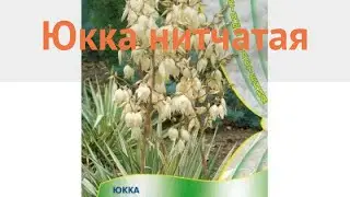 Юкка нитчатая Юкка нитчатая (yukka nitchataya) 🌿 обзор: как сажать, семена юкки Юкка нитчатая