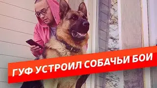 ГУФ НАТРАВИЛ СВОЮ ОВЧАРКУ НА ПСА В ПРЯМОМ ЭФИРЕ. ГУФ И СОБАКА