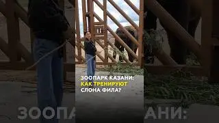 Казанский зоопарк: трюки от слона Филимона и секреты жизни животного в зоопарке 