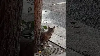 Dude was not ready :D #cats #meme #funnycats #memes