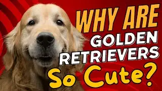 Why Are Golden Retrievers So Cute?🐕✨