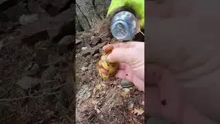 Roma Dönemi Definece Çıkan Altın Eserler !!