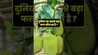 Most important gk questions and answers || general knowledge || unseen gk || (p - 1)