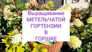УСЛОВИЯ  выращивания  МЕТЕЛЬЧАТОЙ ГОРТЕНЗИИ в горшке 🌿🌿🌿
