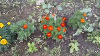 Краски осени. Огородный обзор. 7.09.2024г.День.