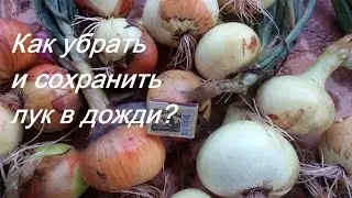 Когда убирать лук с грядки на хранение? Как сохранить лук?