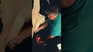 Коровье Молоко Создано для Телёнка - Доктор Майкл Грегер