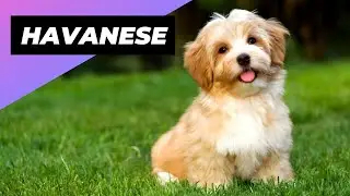 Havanese 🐶 Great Choice for First-Time Dog Owners!