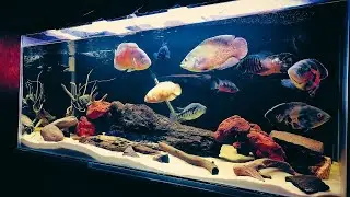 Top 7 Beautiful Oscar Aquarium | Best Oscar Cichlids Tank Setup