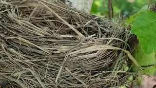 Весенний лес!