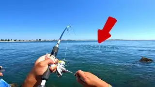 Huge School of LANDBASED TUNA