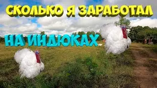 Итоги содержания индюков . Забой гусят. [Жизнь в деревне]