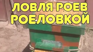 Ловля роев,и роеловка 