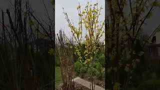Самая первая весенняя красотка. Каталог на кустарники из моего питомника 