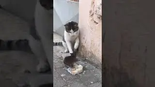 КОТ И КРЫСА. ПРИКОЛЫ С ЖИВОТНЫМИ ДО СЛЁЗ / Смешные 2021 / Приколы с КОТАМИ / Funny ANIMALS video Pet